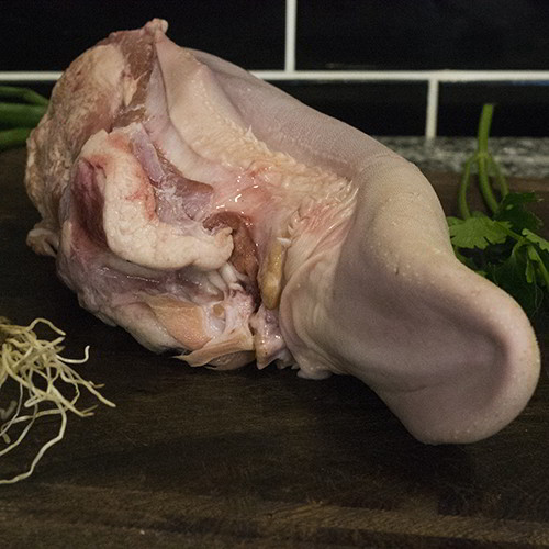 Lengua